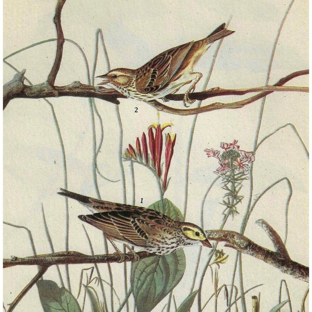 Savannah Sparrow Bird 1946 Color Art Print John James Audubon Nature DWV…